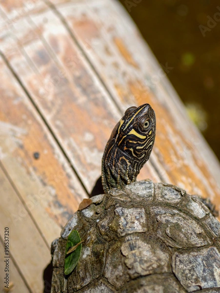 Fototapeta turtle in water reptile animal