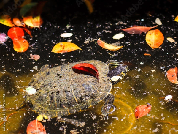 Fototapeta turtle in water reptile animal