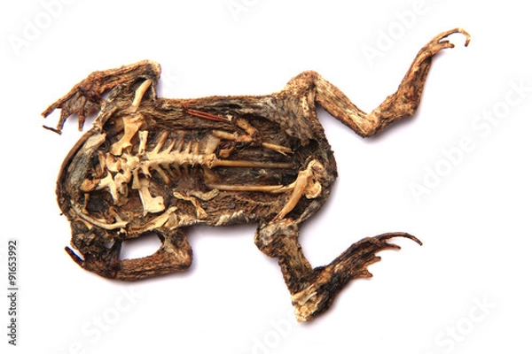 Fototapeta daed frog isolated