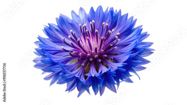 Fototapeta Bachelor's button Flowers isolate on transparent background