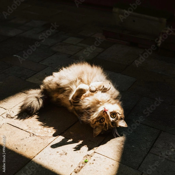 Obraz A fluffy cat rolling around in a sunbeam