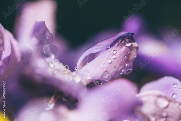 Obraz Beautiful purple flower with raindrops