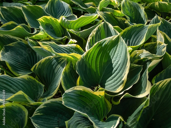 Fototapeta Plantain lily (Hosta fluctuans) 'Sagae' with large, thick, wavy, widely oval, frosted blue-green leaves turning gray-green with irregular margins