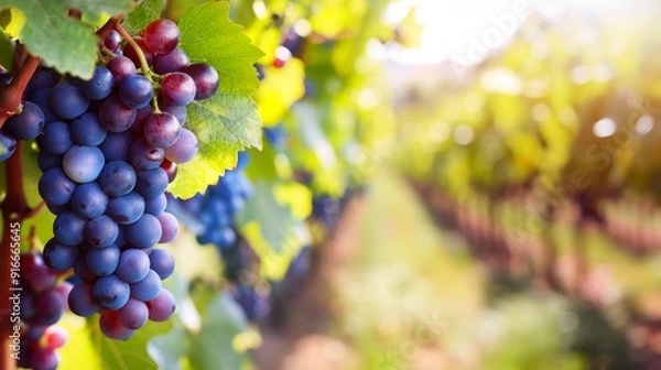 Fototapeta Grapes hanging on the vine in an orchard with green leaves, with a blurred background of rows of grapevines.