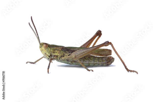 Obraz Green grasshopper isolated on white