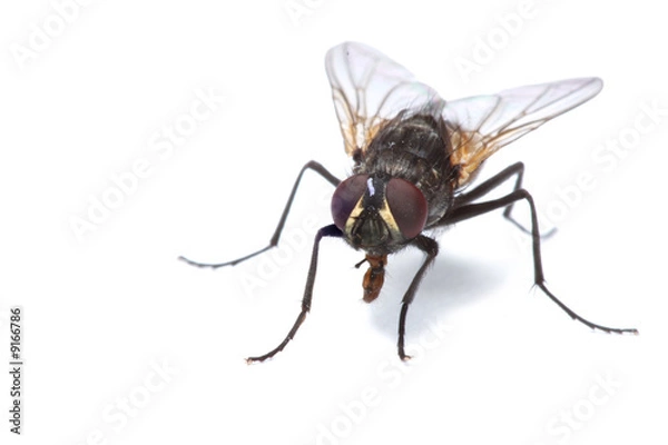 Obraz Close-up uf a fly isolated on white