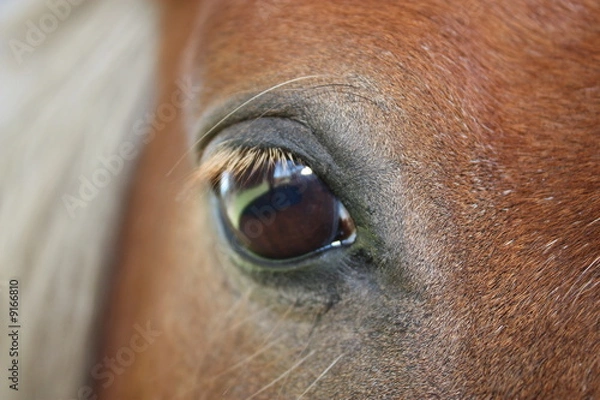 Obraz Pferdeauge