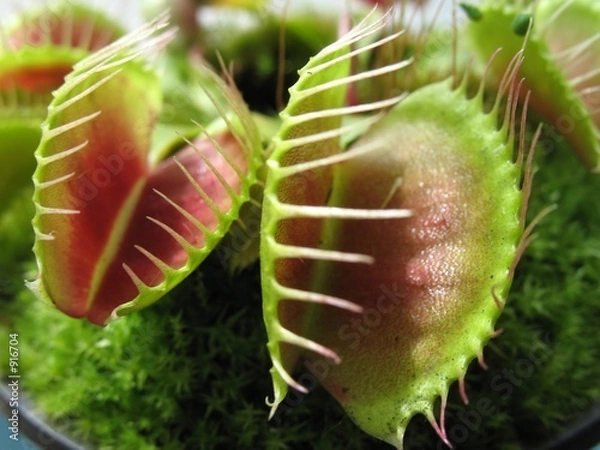 Obraz Pułapka na muchy wenus