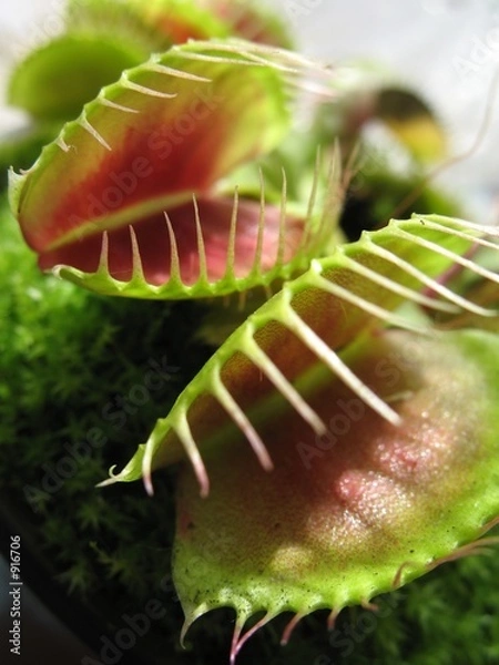 Obraz Pułapka na muchy wenus 2