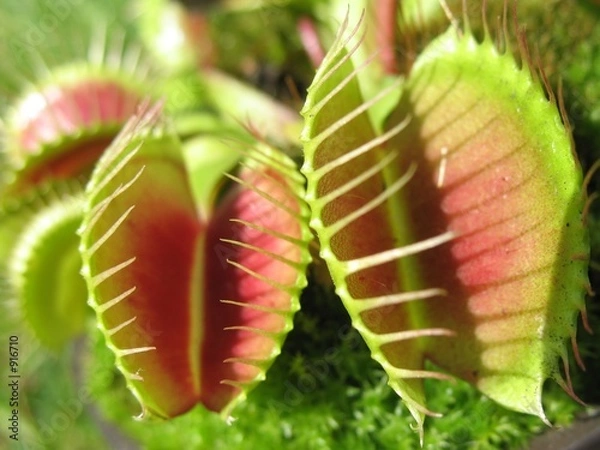 Obraz Pułapka na muchy wenus 3