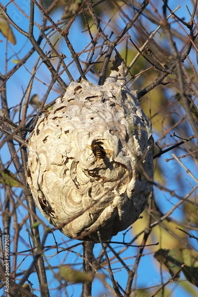 Fototapeta スズメバチの巣