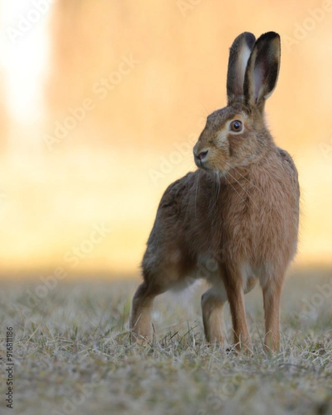 Obraz Feldhase