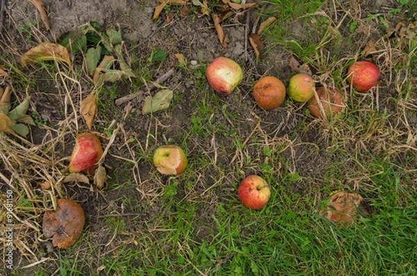 Fototapeta rotting apples