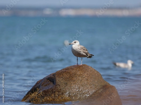Obraz Möwe auf Stein