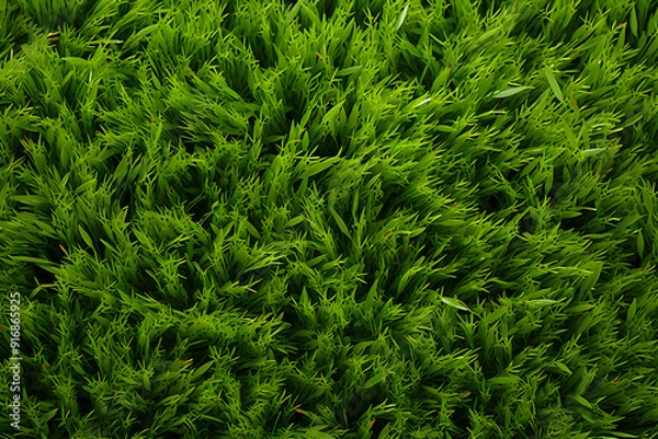 Fototapeta Grass Texture Background background illustration