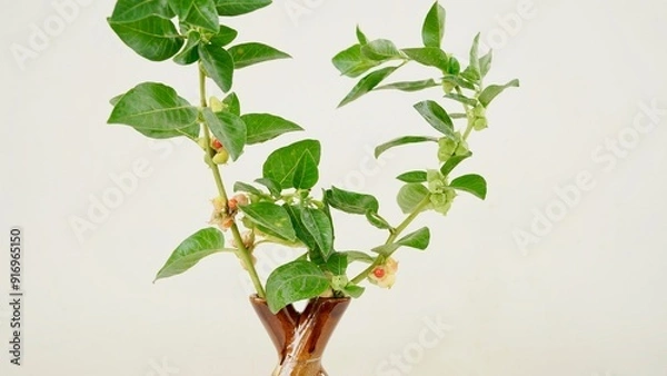 Obraz Withania somnifera or Ashwagandha in a ceramic pot with mortar and pestle isolate on light cream background.