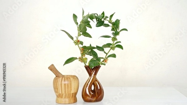 Obraz Withania somnifera or Ashwagandha in a ceramic pot with mortar and pestle isolate on light cream background.