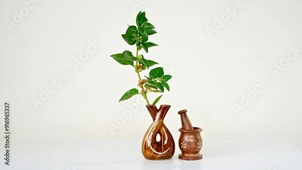 Obraz Withania somnifera or Ashwagandha in a ceramic pot with mortar and pestle isolate on light cream background.