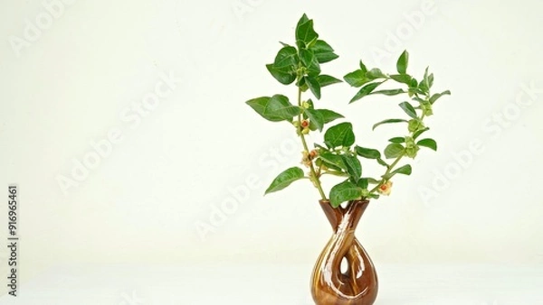 Obraz Withania somnifera or Ashwagandha in a ceramic pot with mortar and pestle isolate on light cream background.