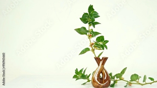 Obraz Withania somnifera or Ashwagandha in a ceramic pot with mortar and pestle isolate on light cream background.