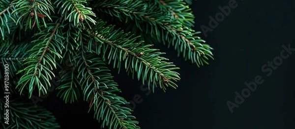 Fototapeta A vibrant green spruce branch set against a dark black backdrop with ample copy space image for text or design