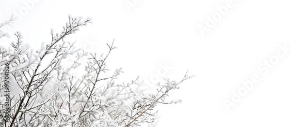 Fototapeta Snow covered plants and frozen branches on a winter landscape wallpaper with a white background perfect for adding text or graphics with copy space image