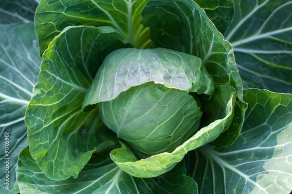 Fototapeta White head cabbage on the field