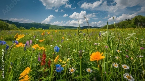 Fototapeta Scenic view of a spring meadow dotted with colorful wildflowers like buttercups and bluebells