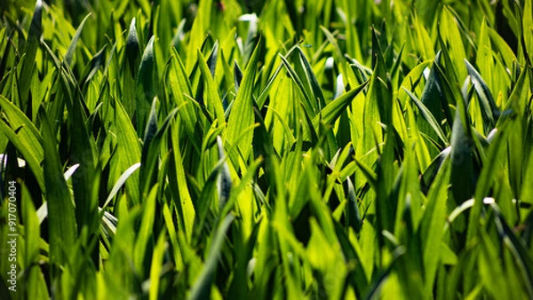 Obraz green grass background