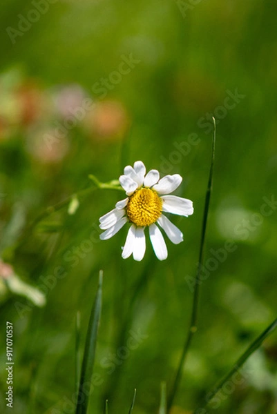 Obraz daisy in the grass