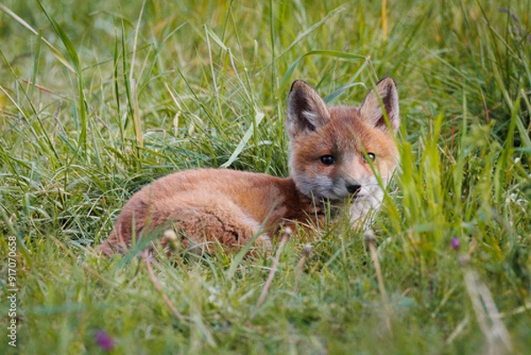 Obraz fox cub lying in the grass
