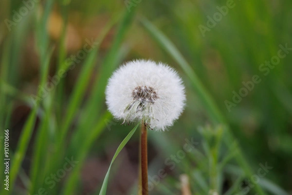 Obraz Fluffy dandelion