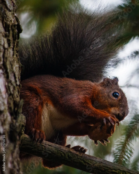 Obraz squirrel on a tree