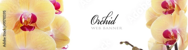 Fototapeta Baner internetowy orchidei