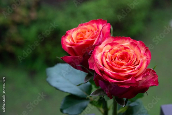 Fototapeta グラデーションカラーのバラ