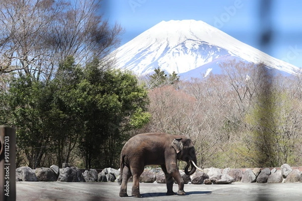 Fototapeta 富士山と象