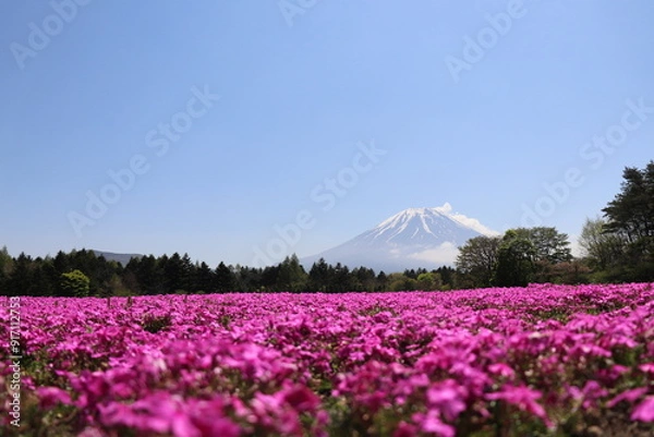Obraz 富士山と芝桜