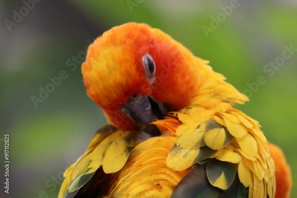 Obraz カラフルバード