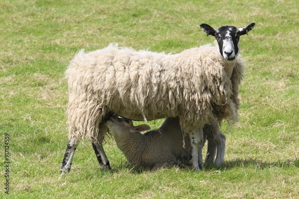 Fototapeta A lamb suckering milk form its mother in a field in Yorkshire in summer 