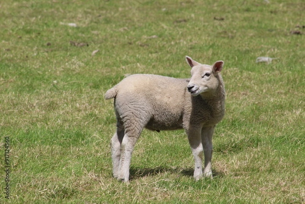 Obraz A Lamb standing in a field looking around in Yorkshire UK on a summers day in June