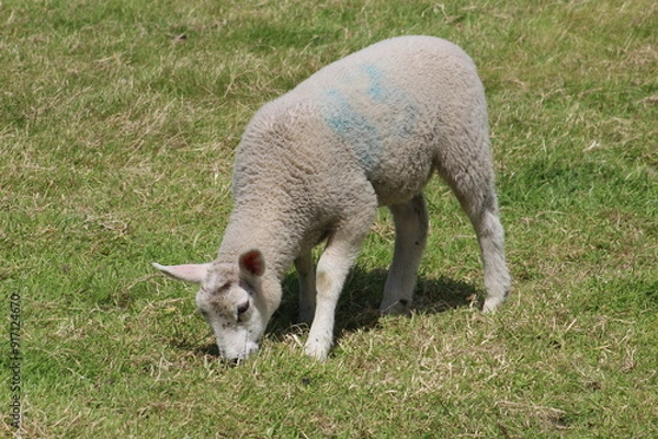 Obraz Lamb in a field eating grass on a early summers day in June In Yorkshire UK