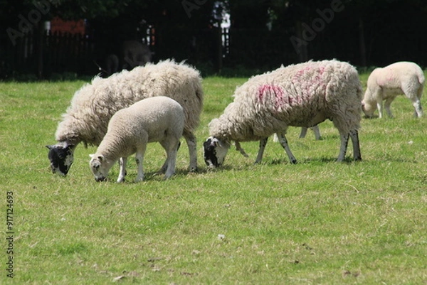Obraz Sheep and lambs grazing eating grass in a meadow in early summer In June In Yorkshire UK