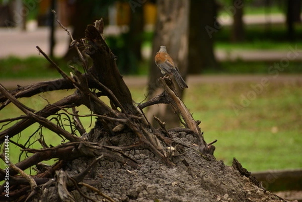 Obraz Pajaro en el bosque