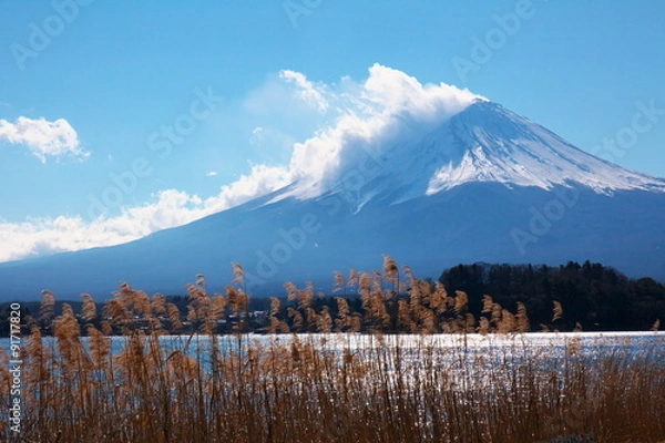 Fototapeta 富士山とススキ
