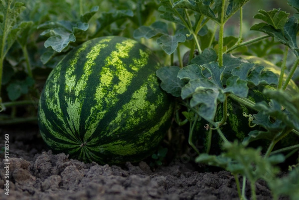 Obraz Green watermelon plants on the ground