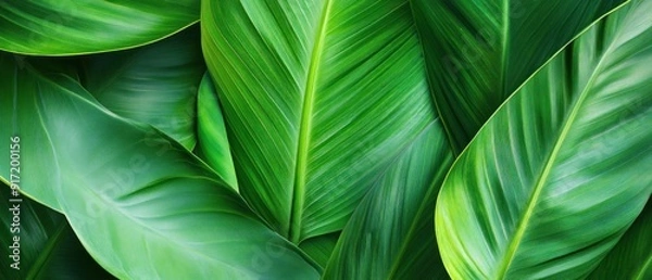 Fototapeta Lush Green Leaf Texture with Veins and Patterns