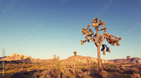 Fototapeta Joshua Tree National Park at sunset with vintage effect