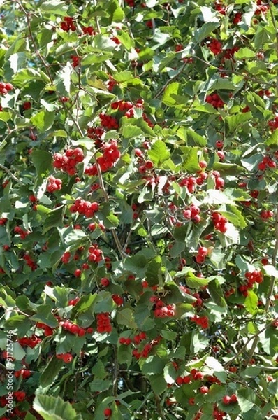 Fototapeta Боярышник