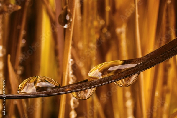 Fototapeta golden grass with water drops