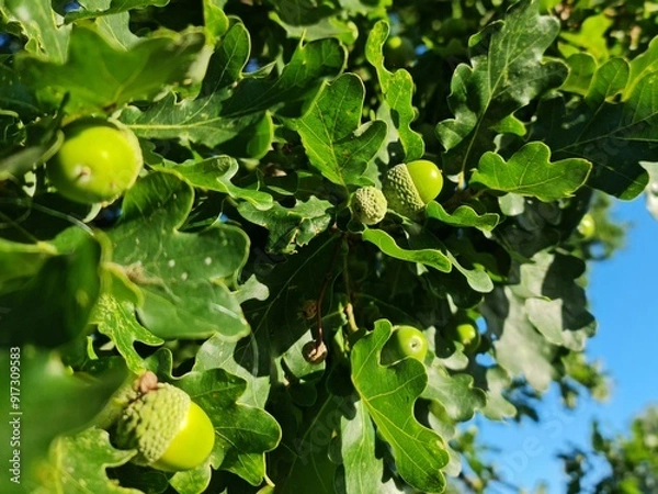 Obraz Acorns on a oaktree